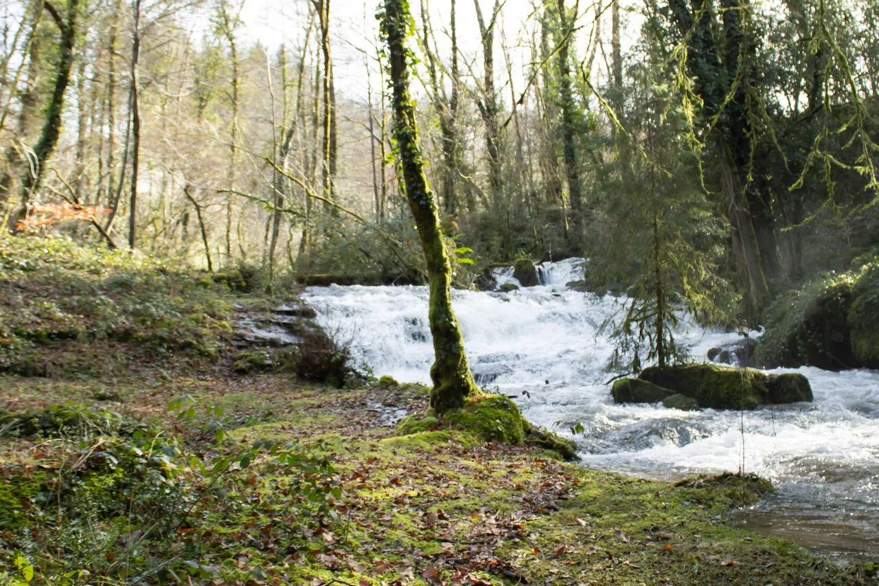 Vacances au frais en France au bord d'une rivière ombragée en forêt.