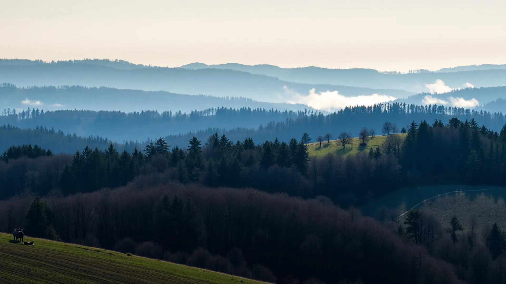 Forêts et collines du plateau de Millevaches en Corrèze sous une brume légère.