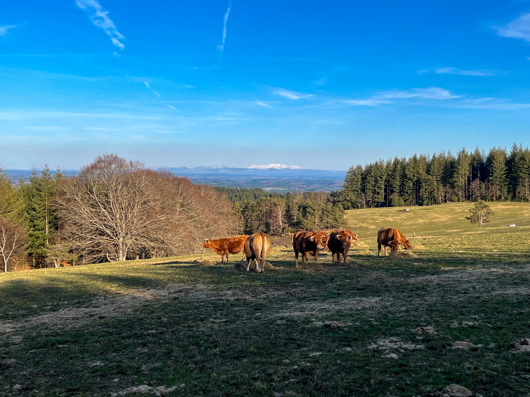 Troupeau de vaches limousines rousses dans un pré du plateau de Millevaches en Corrèze, avec le Puy de Dôme enneigé à l'horizon sous un ciel bleu.
