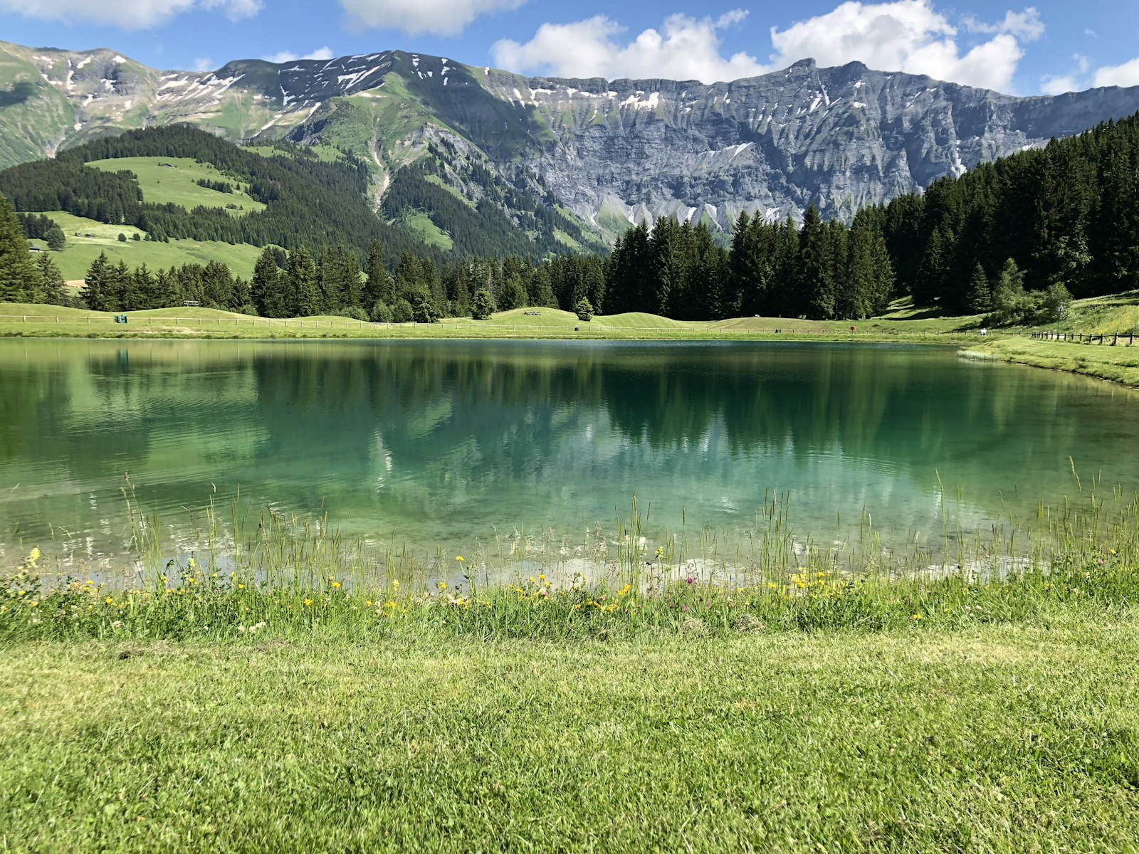 Chalet d'alpage en bois et vaches dans une prairie fleurie des Alpes