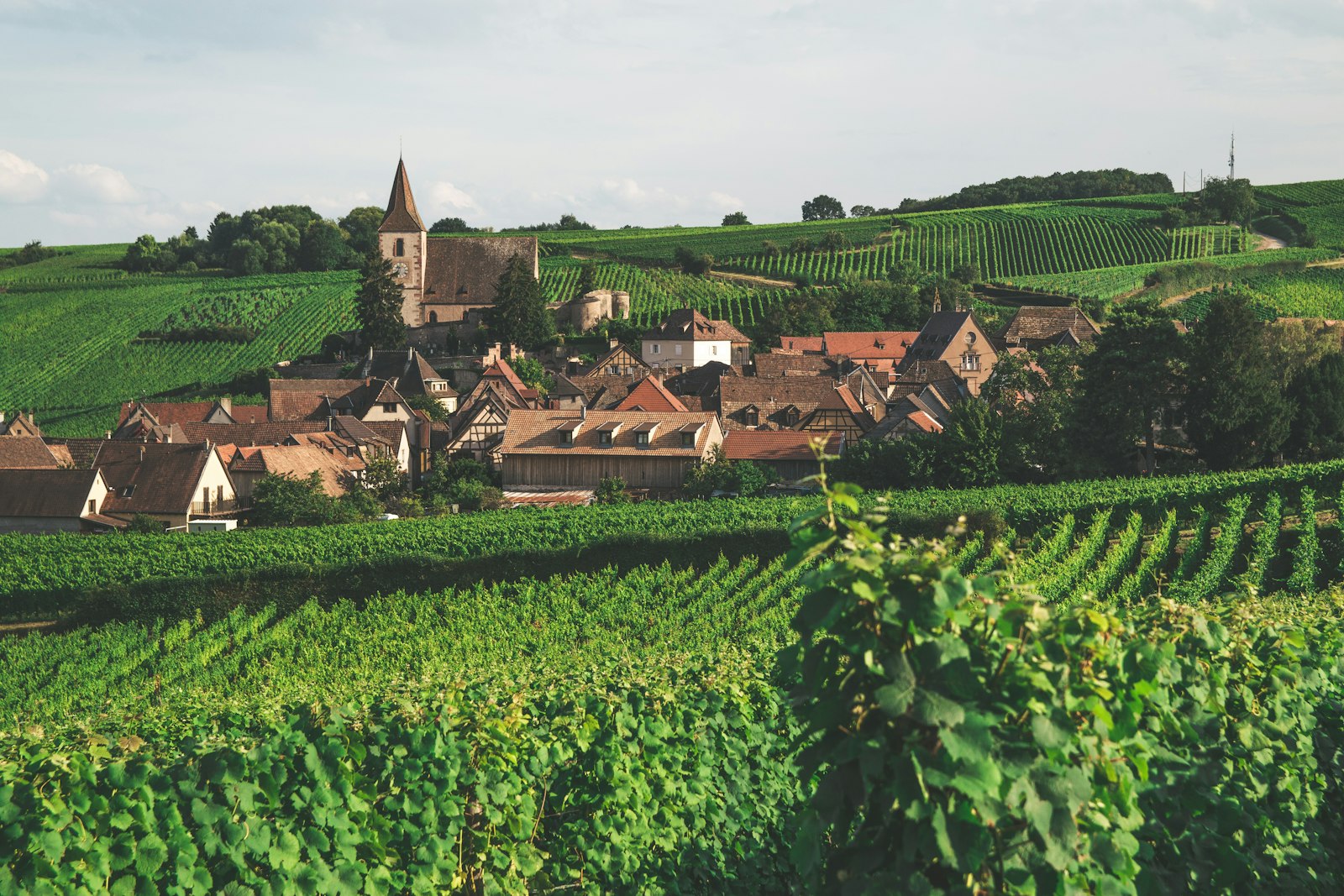 Vignobles d'Alsace en automne avec village à colombages au loin