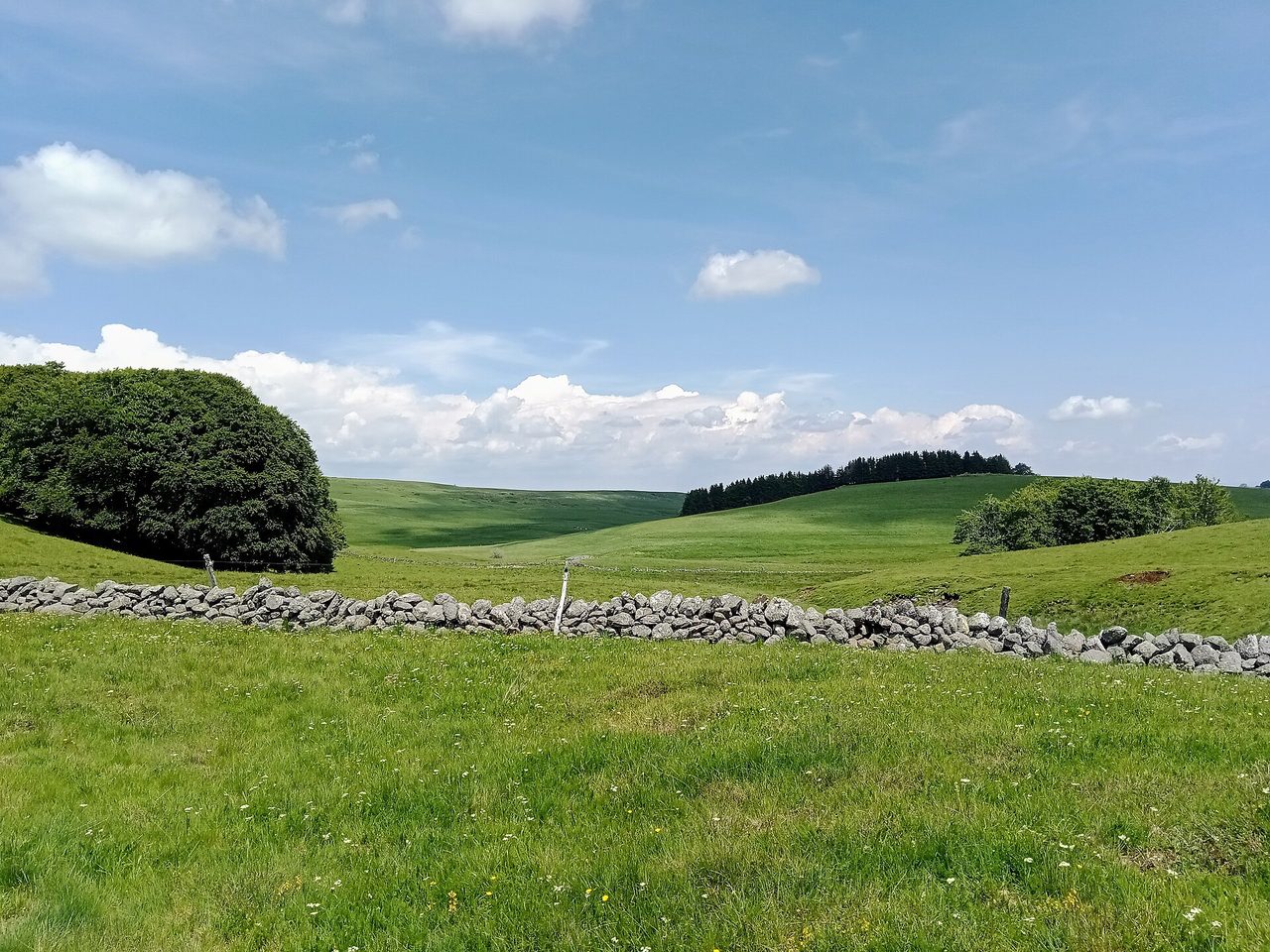 Paysage d'estives et de murets de pierre près de Nasbinals, sur le plateau de l'Aubrac