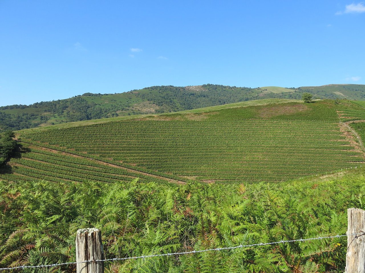 Vignoble d'Irouléguy en terrasses sur les hauteurs de Saint-Étienne-de-Baïgorry