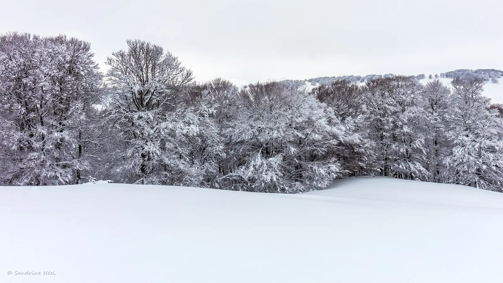 Noël en France au calme : forêt de hêtres couverte de neige au bord d'une prairie enneigée, sous un ciel d'hiver blanc.