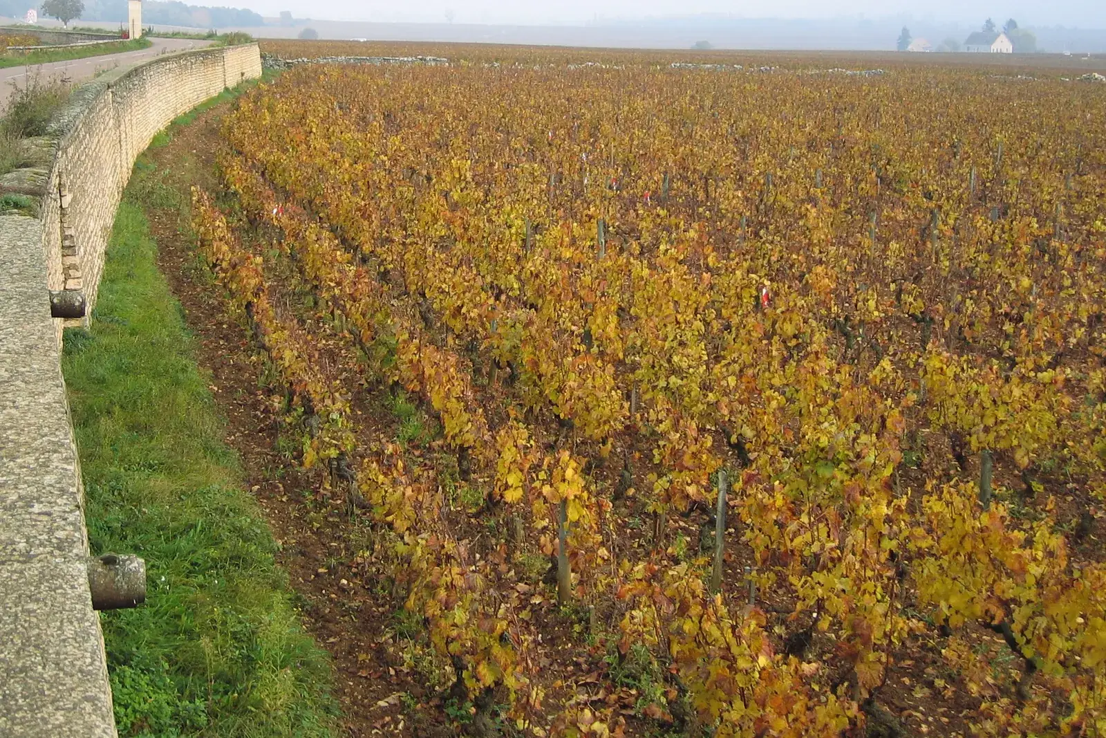 Rangs de vignes aux feuilles dorées et rousses en automne sur les coteaux de Bourgogne, baignés d'une lumière rasante de fin de journée.